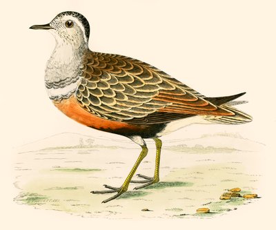 Dotterel de Beverley R. Morris